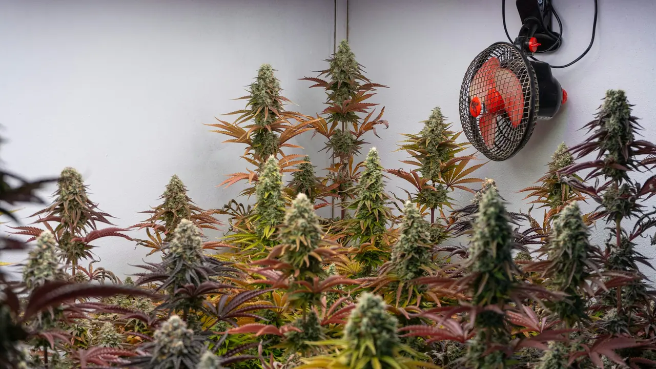 Blühende Pflanzen im Growroom mit Umluftventilator