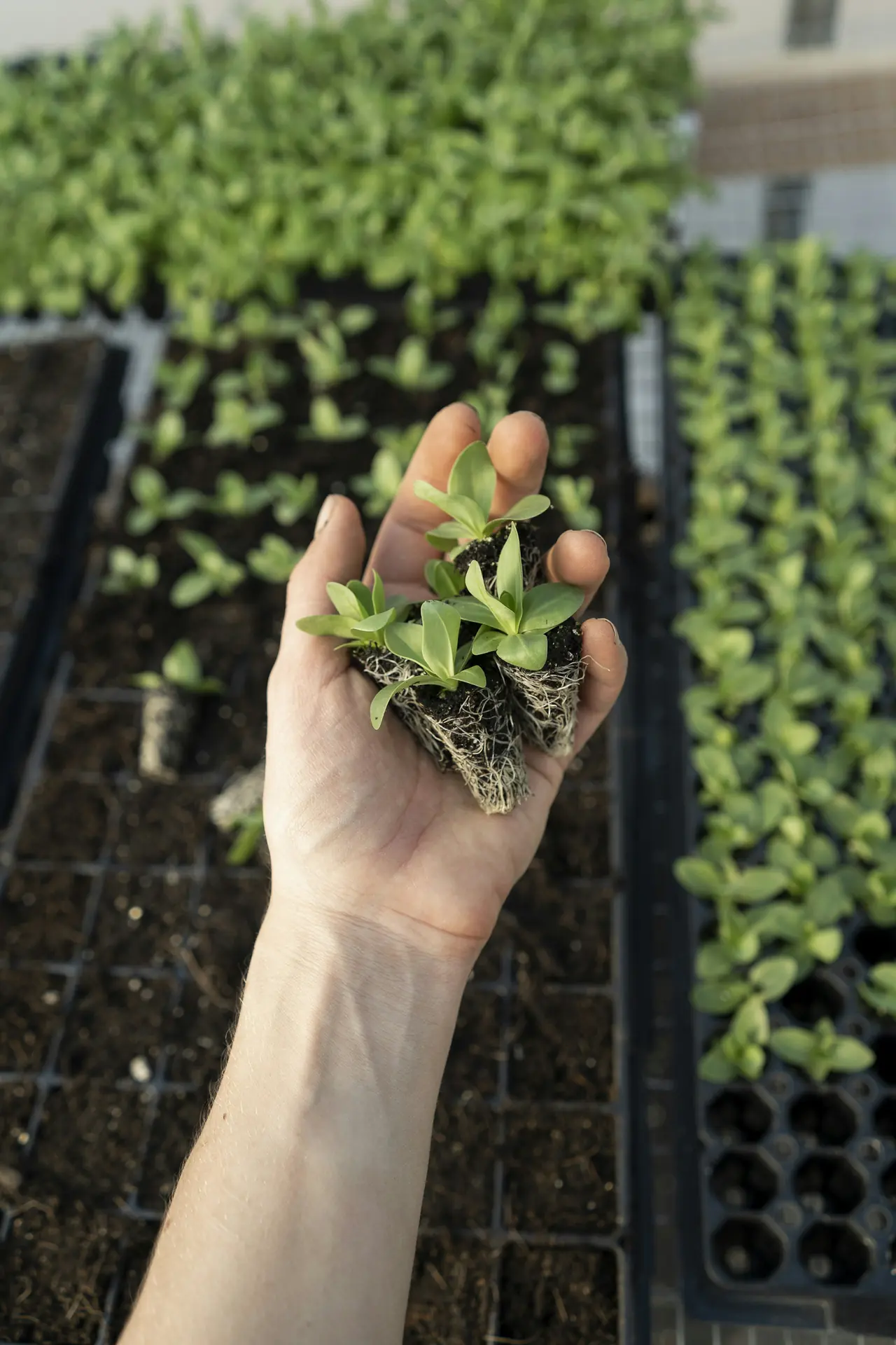 Hand hält bewurzelte Jungpflanzen
